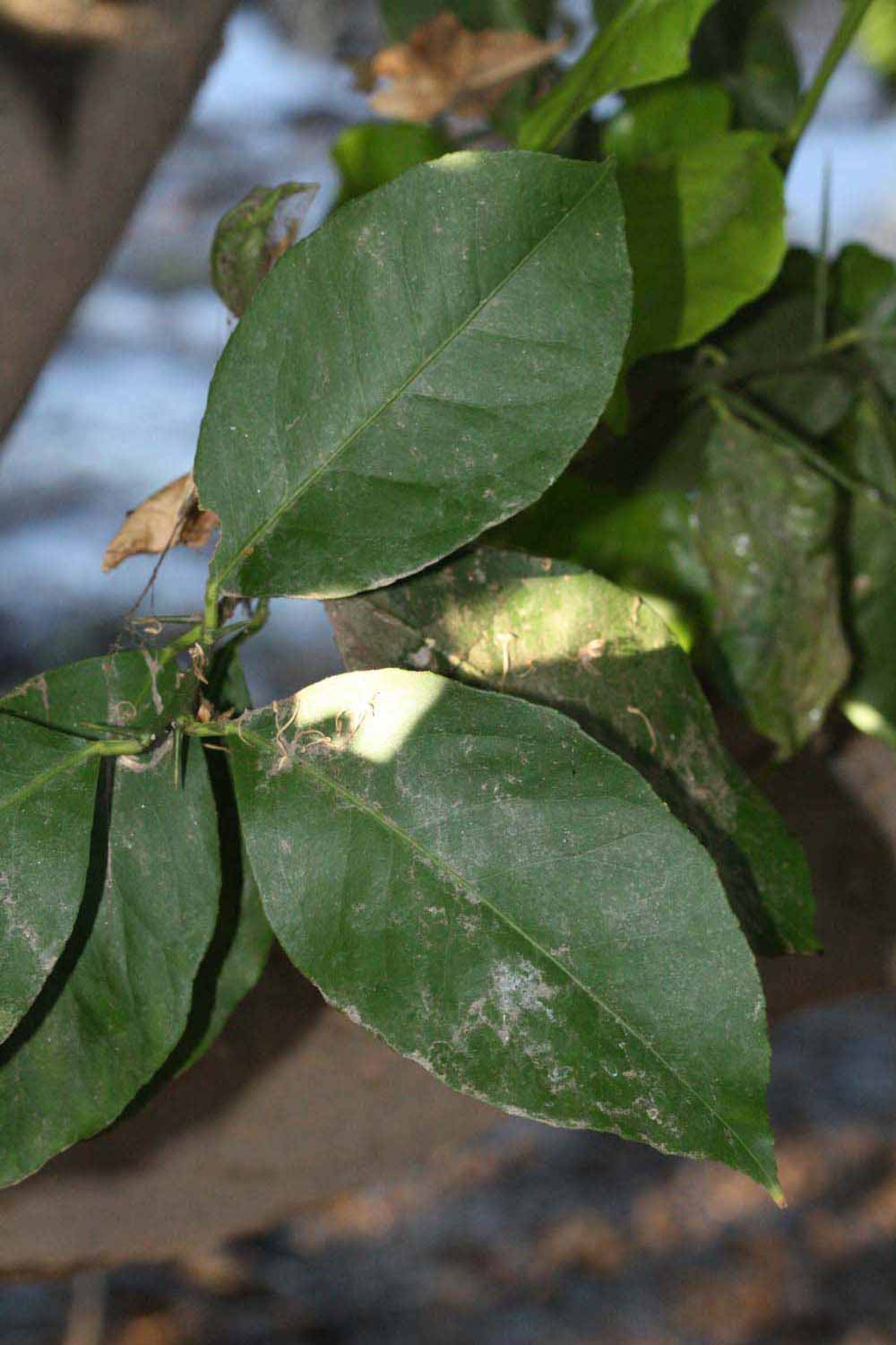            Shade leaves (Riverside, CA)   